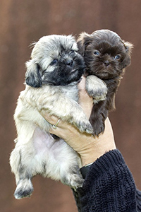 purchase a shih tzu: two adorable puppies