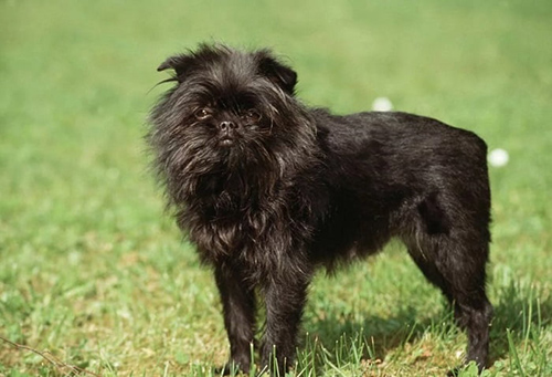 Affenpinscher standing on grass looking at the camera