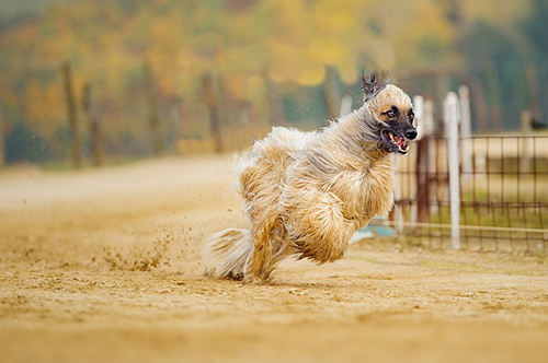 afghan hound intelligence