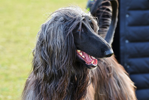 afghan hound temperament