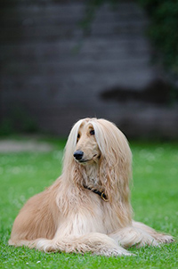 afghan hound weight