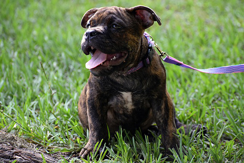 age to teach puppy to sit