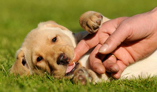 aggressive puppy biting