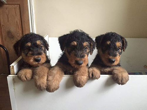 three Airedale Terrier puppies inside of a drawer