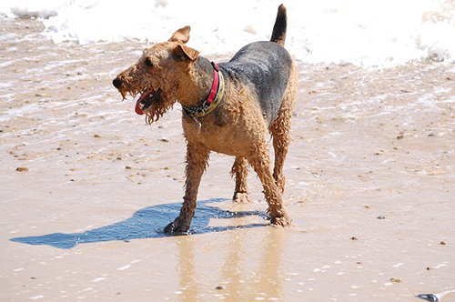 Airedale Terrier having fun on the beach