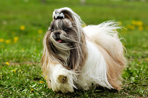 akc shih tzu breed standard