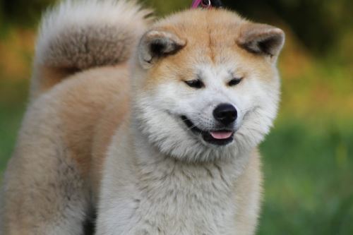 an Akita dog looking pleasant and content