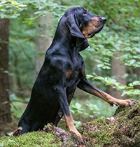 american black and tan coonhound rescue