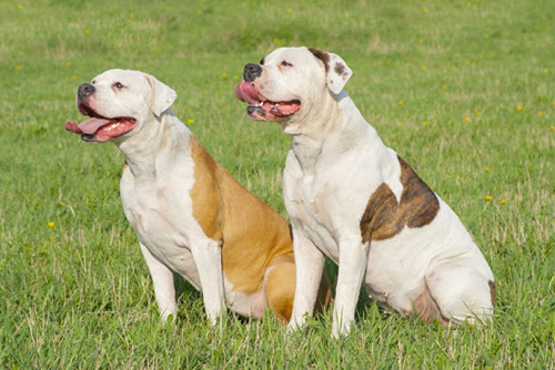 two American Bulldogs sitting in the grass relaxing on a hot day