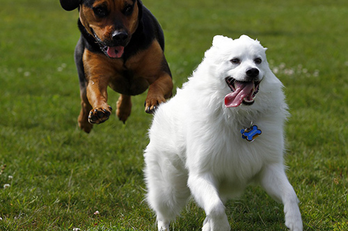 american eskimo dog size