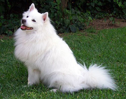 american eskimo dog temperament