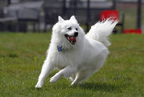 American Eskimo dog