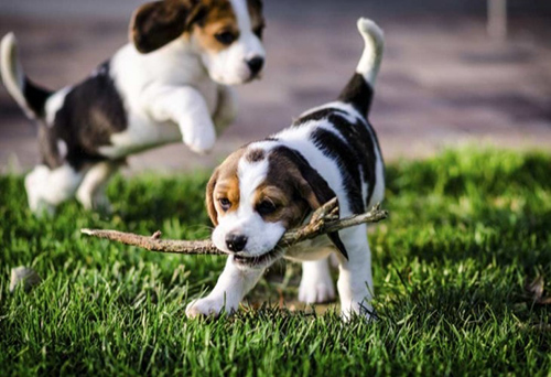 Two Foxhound puppies playing with a stick