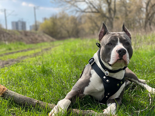 american pit bull terrier relaxing in the park
