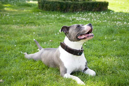 american staffordshire terrier happily lying down on the lawn