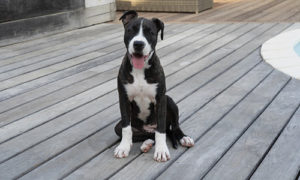 american staffordshire terrier sitting on an outside deck enjoying its day