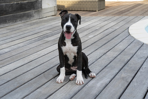american staffordshire terrier sitting on an outside deck enjoying its day