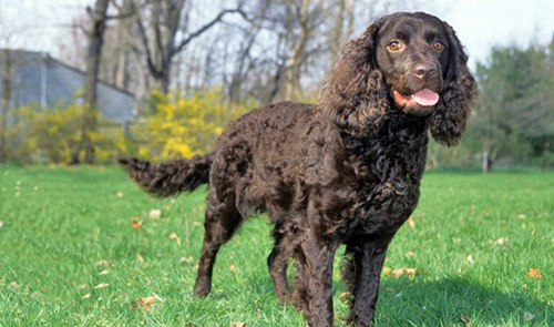 american water spaniel colors