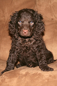 american water spaniel puppy