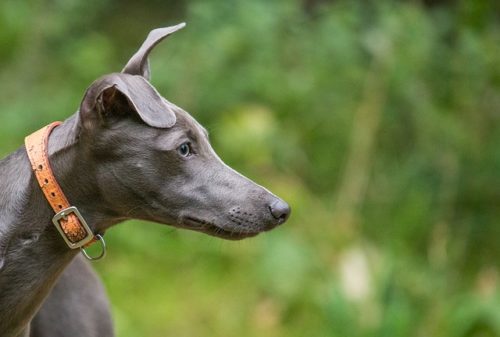 Whippet getting ready to run