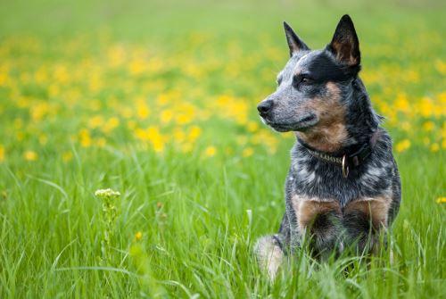 Australian Cattle Dog relaxing