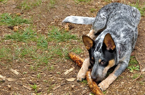 australian cattle dog relaxing and playing with its toy stick