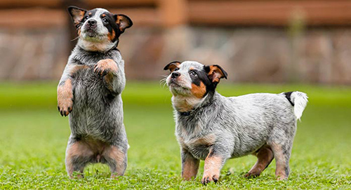 2 amazingly cute Australian Cattle Dog puppies trying to get attention