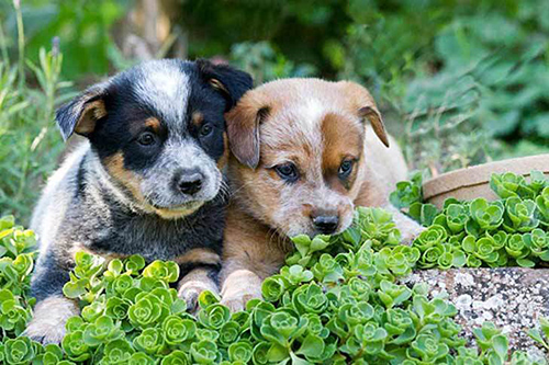 two australian cattle dog puppies  vying for attention