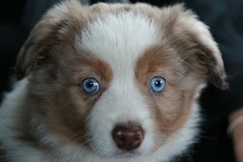 Adorable Australian Shepherd puppy with the most beautiful blue eyes