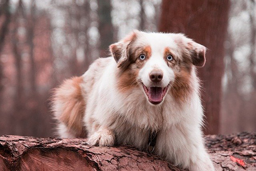 Australian shepherd temperament
