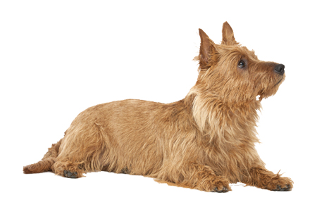 Australian Terrier taking a break