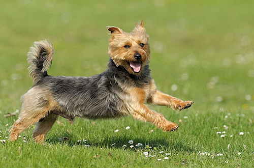 Australian Terrier running free in the field
