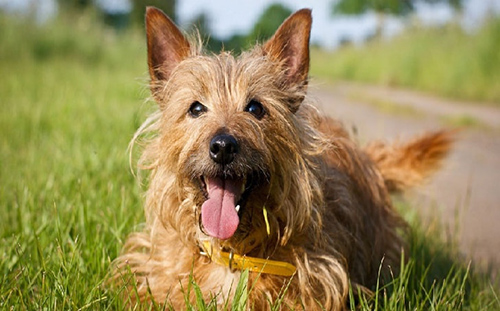 Australian Terrier laying down in a grassy field while getting its picture taken