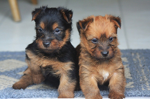 two amazingly cute Australian Terrier puppies