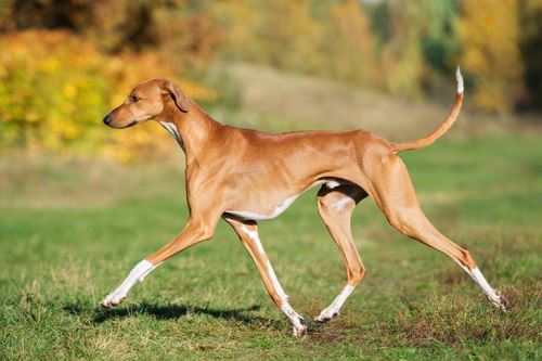 azawakh dog strutting its stuff