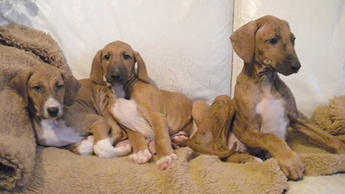 3 azawakh puppies resting on an old rug