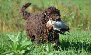 barbet dog