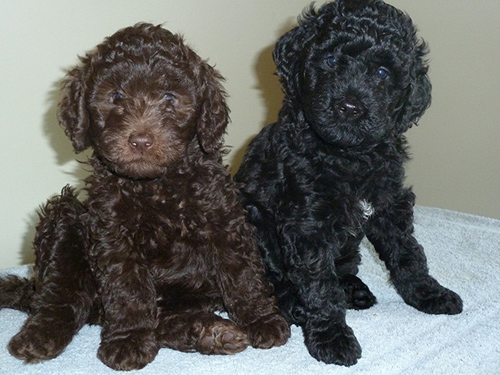 Two barbet puppies for adoption sitting and waiting for their forever home