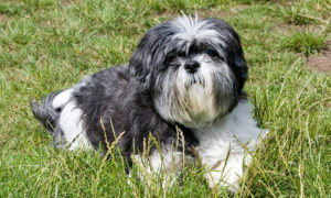 barking shih tzu training - calm shih tzu relaxing in the grass