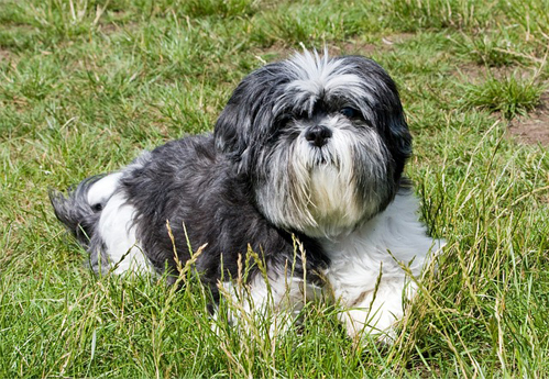 barking shih tzu training - calm shih tzu relaxing in the grass