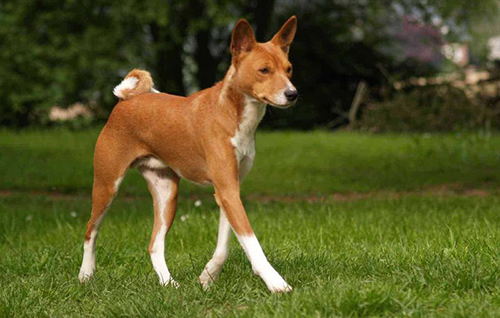 basenji dogs bark