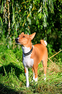 basenji dogs for adoption