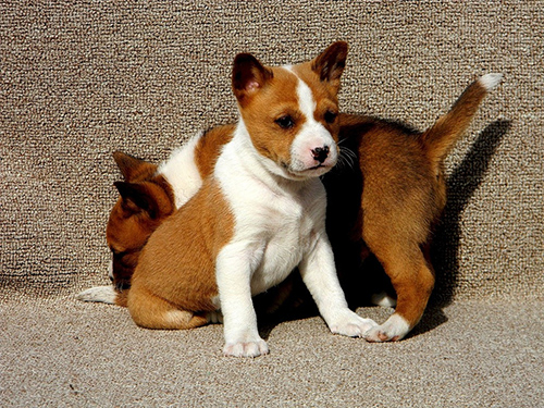 basenji dogs puppies