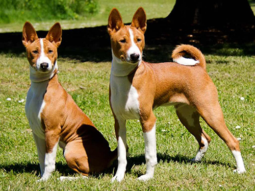 basenji dogs temperament