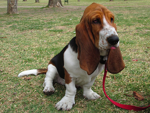 basset hound lifespan