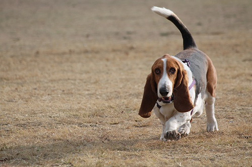 Image of a Basset Hound on light jog in the park. great low energy dogs