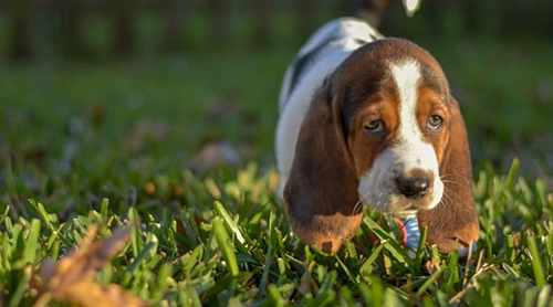 basset hound puppies