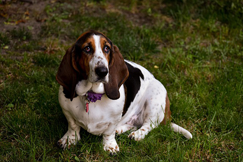 basset hound temperament