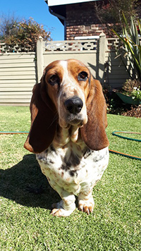 basset hound weight