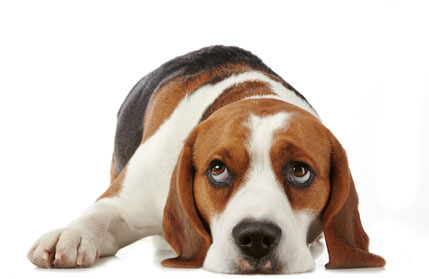 picture of a beagle